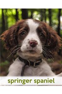Springer Spaniel