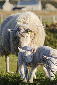 Mother Sheep and Lamb Journal