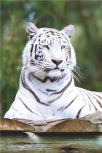 Say Hello to the White Tiger Journal