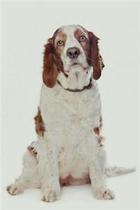 Welsh Springer Spaniel