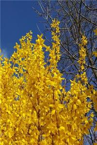 Journal Pretty Forsythia Branches Blue Sky