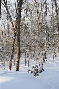 Winter Journal Sunlight Shadows