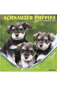 Just Schnauzer Puppies 2019 Calendar