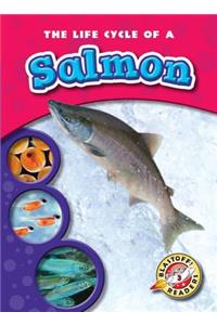 Life Cycle of a Salmon