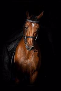 Horse Lovers 2020 Weekly Monthly Planner