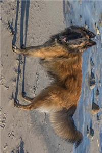 Belgian Shepherd Dog Tervuren at the Beach Journal