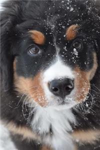 Bernese Mountain Dog Puppy Playing in the Snow Journal