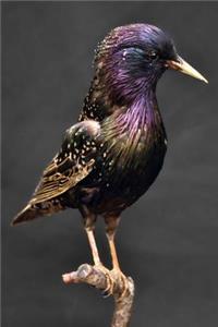 European Starling (Sturnus Vulgaris) Bird Journal: 150 page lined notebook/diary