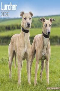 Lurcher Calendar 2020
