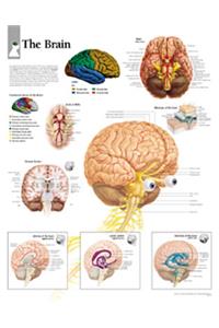 Brain Laminated Poster