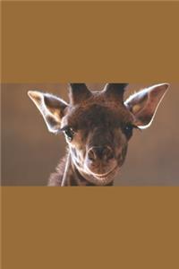 Baby Giraffe