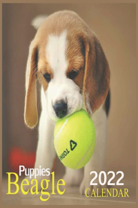 Beagle Puppies CALENDAR 2022