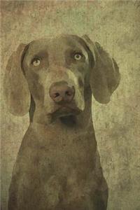 Weimaraner