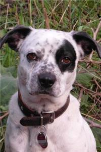 Darling Mixed Breed Black and White Dog Journal