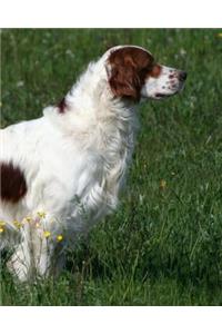 Irish Red and White Setter