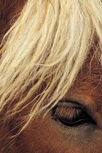 2020 Daily Planner Horse Photo Equine Horse White Mane 388 Pages
