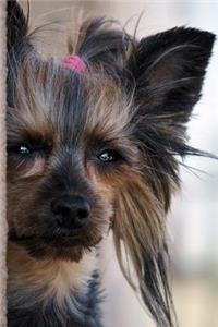 Yorkshire Terrier Tuckered Out Journal
