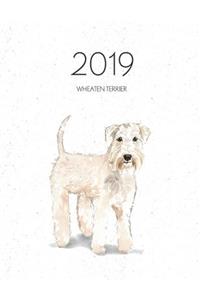 2019 Wheaten Terrier