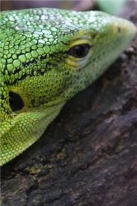Iguana Notebook