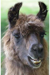 Llama Alpaca Dot Grid Journal Planner 5.5 x 8.5