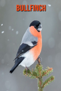 Bullfinch