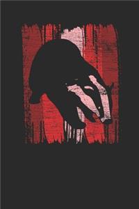 Badger Wild Animal