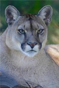 Mountain Lion Journal