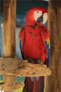 The Scarlet Macaw Parrot Journal