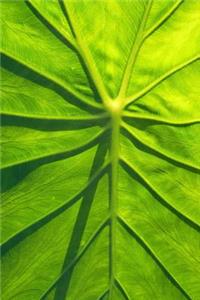 Close-up of a Taro Leaf Journal