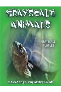 Grayscale Animals Turtles