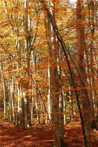 Sunshine in a Magical Forest in Autumn Nature Journal