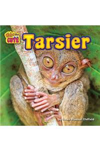 Tarsier