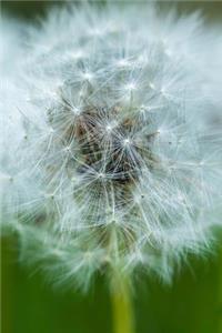 Dandelion Growing in Spring Journal