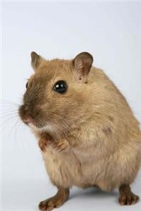 Gerbil