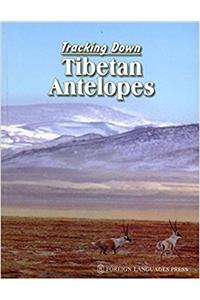 Tracking Down Tibetan Antelopes