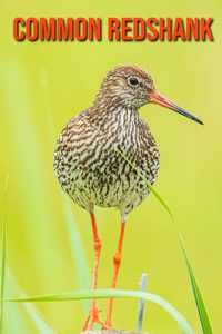 Common Redshank