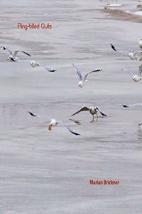 Ring-Billed Gulls