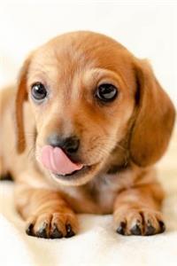Dachshund