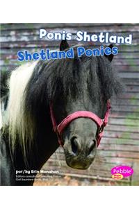 Ponis Shetland/Shetland Ponies