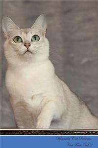 Burmilla Cat Presents