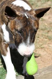 The Miniature Bull Terrier Dog Journal