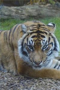 Sumatran Tiger Looking at You Journal