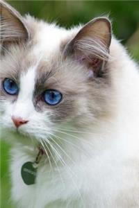 Adorable Ragdoll Cat Journal