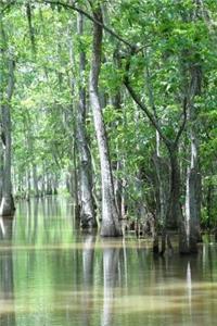 A View of Trees in a Swamp in Louisiana Journal