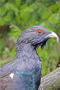 Auerhahn Bird Journal aka Western Capercaillie or Wood Grouse