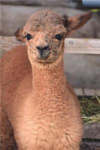 Cute Fluffy Baby Alpaca Journal