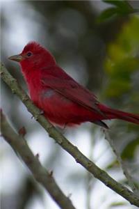 Summer Tanager (Piranga Rubra) Bird Journal: 150 Page Lined Notebook/Diary