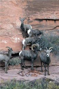 Big Horn Bighorn Sheep on a Cliff Journal