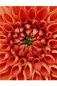 Dahlia