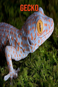 Gecko